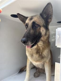 Big Dog image 1