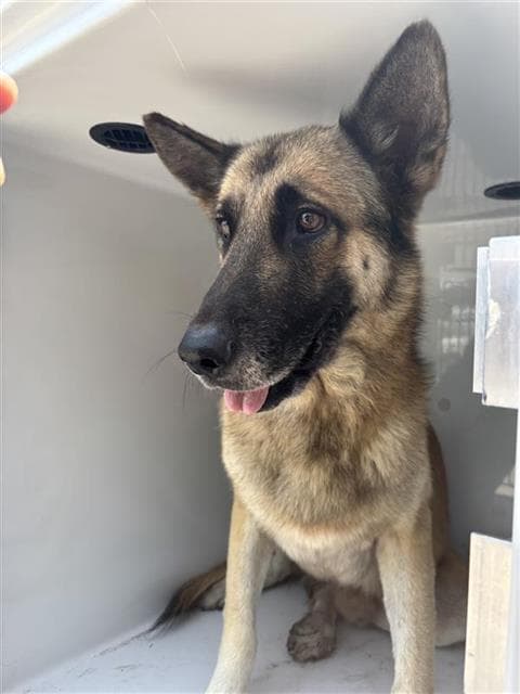 Big Dog - German Shepherd Dog