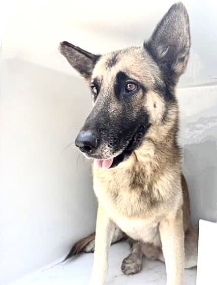 Big Dog - German Shepherd Dog