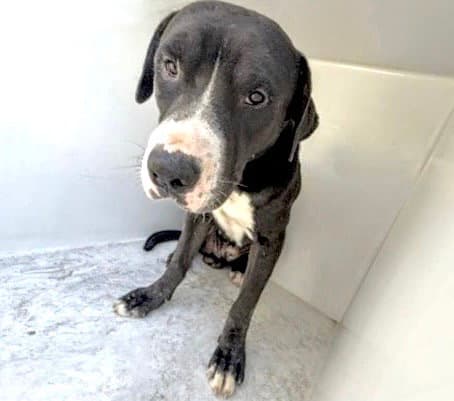 Unknown - Pit Bull Terrier