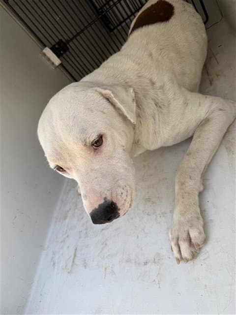 Unknown - Pit Bull Terrier