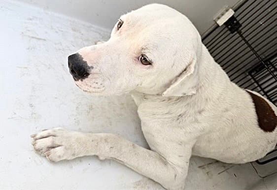 Unknown - Pit Bull Terrier