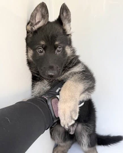 Unknown - German Shepherd Dog