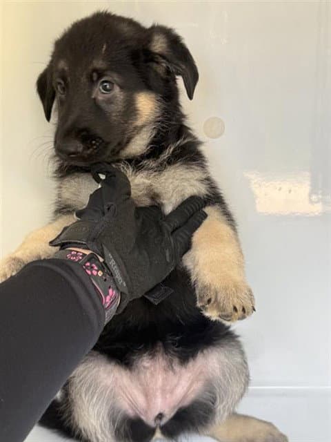 Unknown - German Shepherd Dog