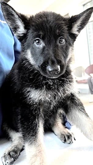 Unknown - German Shepherd Dog
