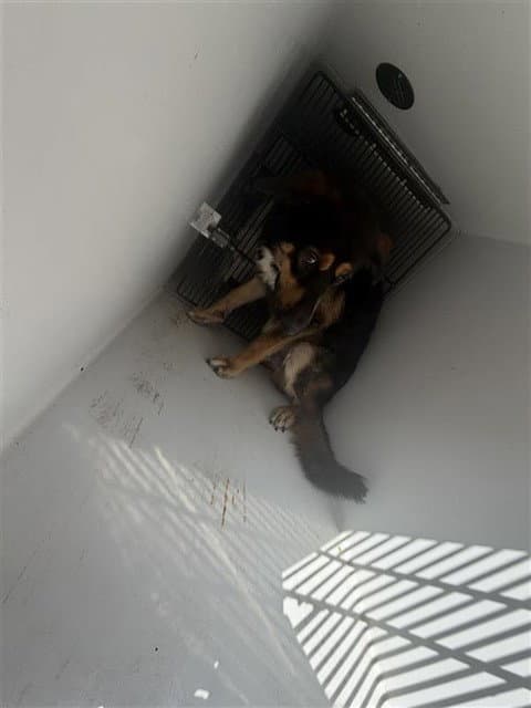 Unknown - German Shepherd Dog