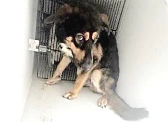Unknown - German Shepherd Dog
