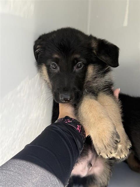 Unknown - German Shepherd Dog