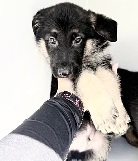Unknown - German Shepherd Dog