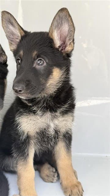 Unknown - German Shepherd Dog