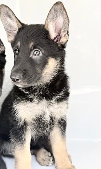 Unknown - German Shepherd Dog