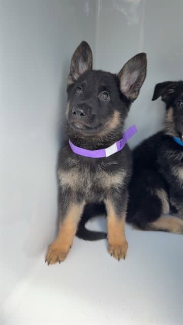 Unknown - German Shepherd Dog