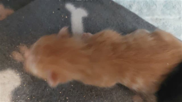 Unknown - Domestic Short Hair