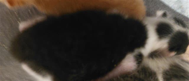 Unknown - Domestic Short Hair
