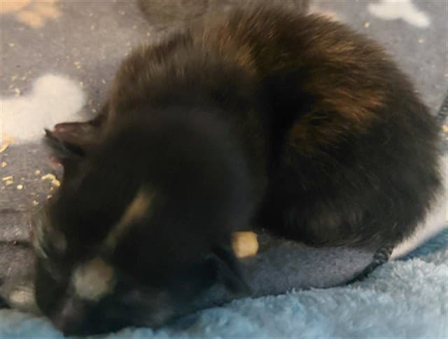 Unknown - Domestic Short Hair