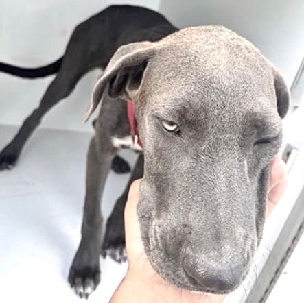 Unknown - Labrador Retriever
