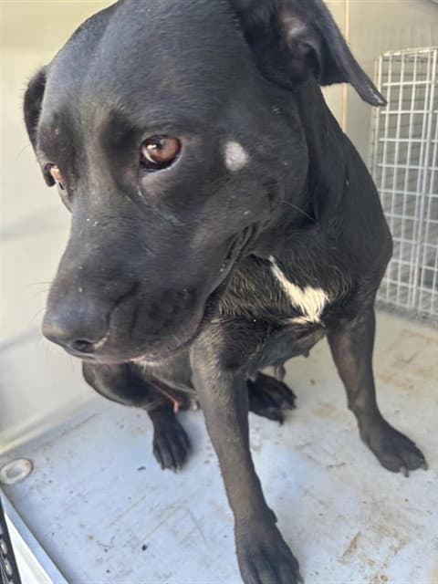 Unknown - Pit Bull Terrier