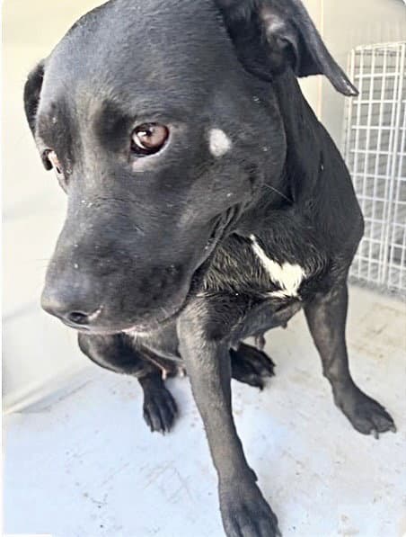 Unknown - Pit Bull Terrier