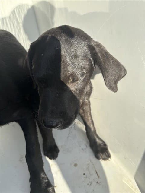 Unknown - Pit Bull Terrier