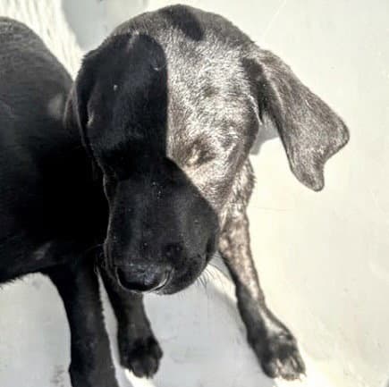 Unknown - Pit Bull Terrier