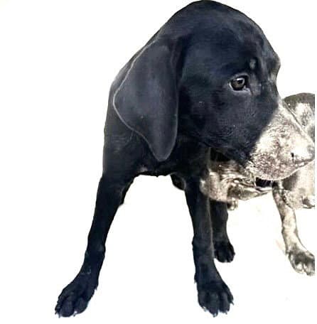 Unknown - Pit Bull Terrier