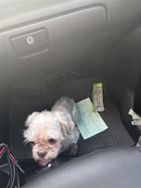 Unknown - Poodle (Toy)
