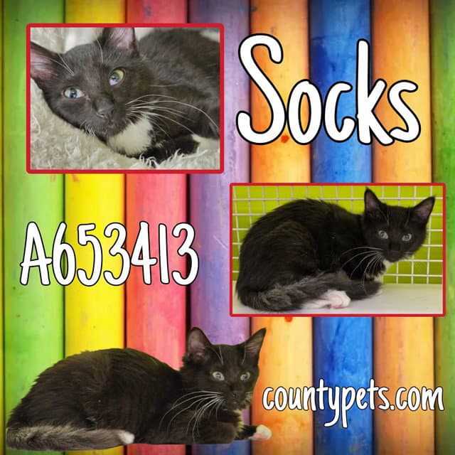 Socks - Domestic Short Hair