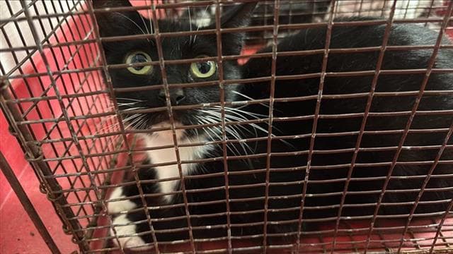 Caroline - Domestic Short Hair