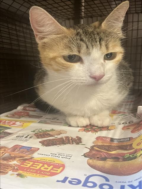 Priscilla - Domestic Short Hair