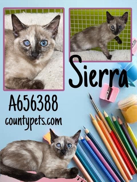 Sierra - Siamese