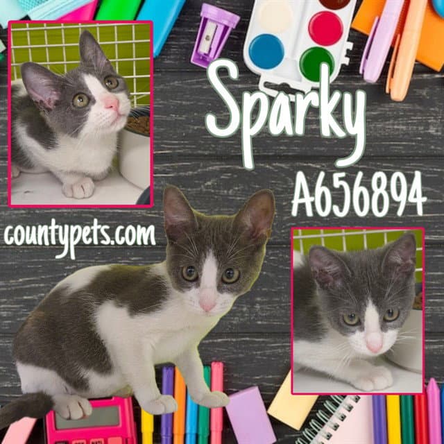 Sparky - Domestic Short Hair