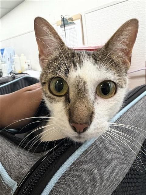 Big Mama - Domestic Short Hair