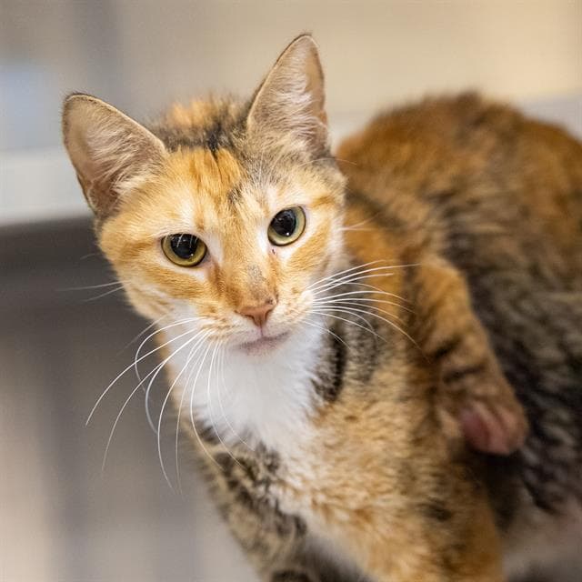 Tina - Domestic Short Hair