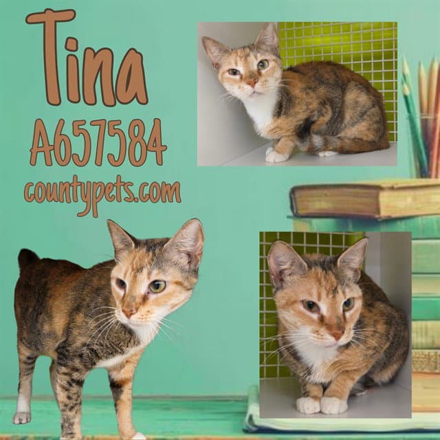 Tina - Domestic Short Hair