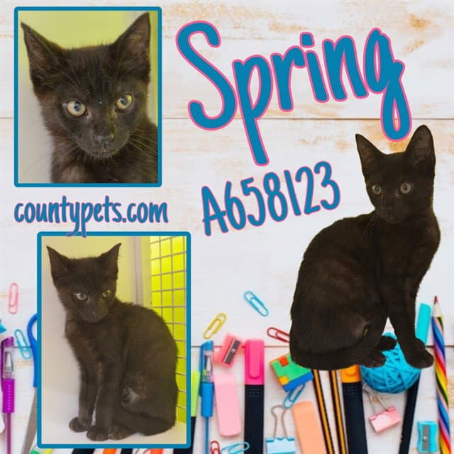 Spring - Domestic Short Hair