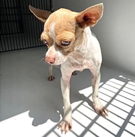 Mr Pee Body - Chihuahua