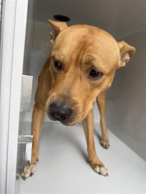Unknown - Staffordshire Bull Terrier