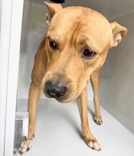 Unknown - Staffordshire Bull Terrier