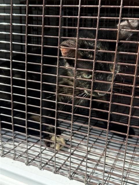 Unknown - Domestic Short Hair