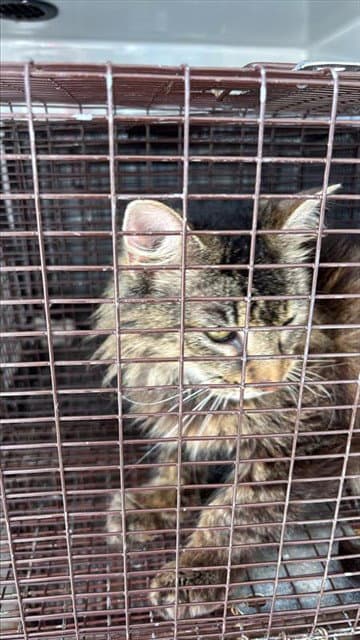 Unknown - Domestic Medium Hair