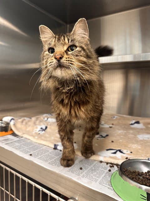 Unknown - Domestic Medium Hair