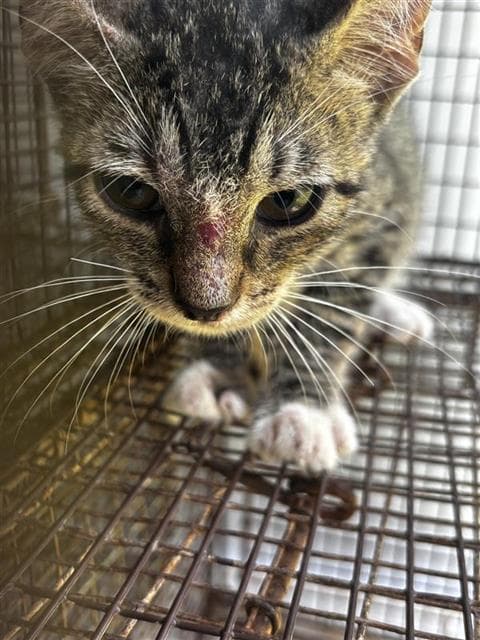 Unknown - Domestic Short Hair