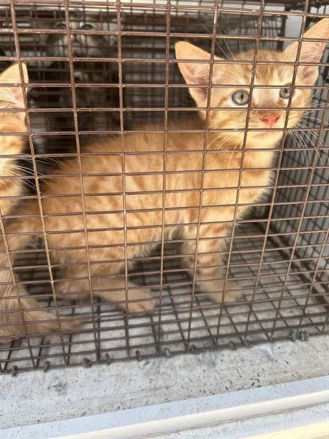 Unknown - Domestic Medium Hair