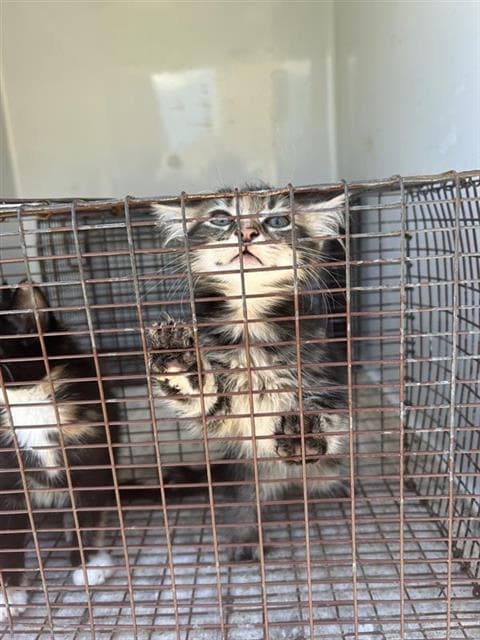 Unknown - Domestic Medium Hair