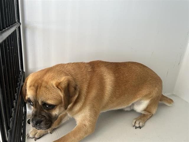 Unknown - Pug