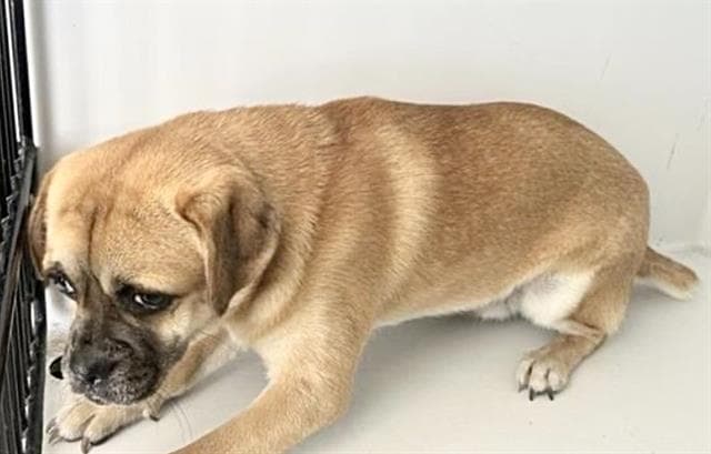 Unknown - Pug