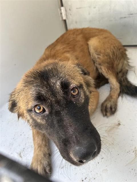 Unknown - German Shepherd Dog