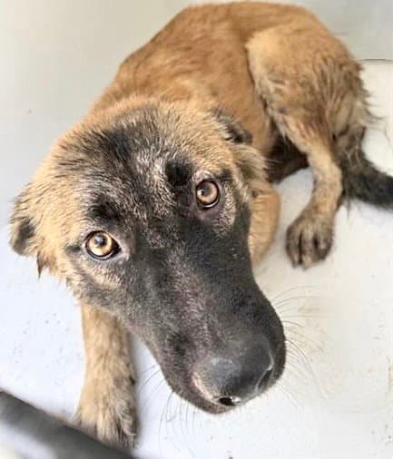 Unknown - German Shepherd Dog