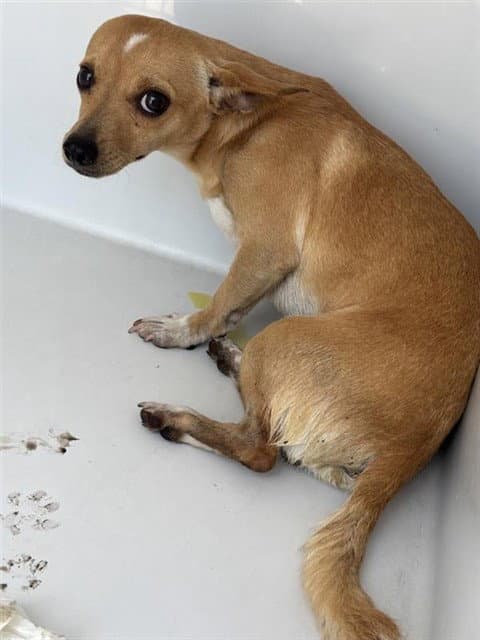 Unknown - Chihuahua