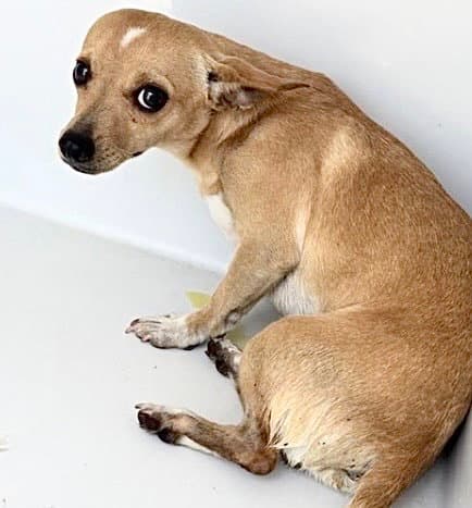 Unknown - Chihuahua